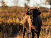 Plains Bison at Sunset