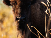 Plains Bison at Sunset