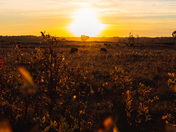 Plains Bison at Sunset