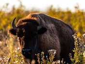 Plains Bison at Sunset