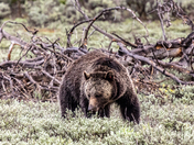 Grand Teton National Park