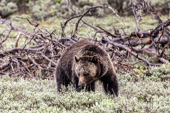Grand Teton National Park