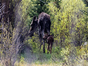 Grand Teton National Park