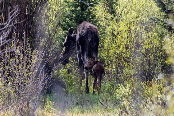 Grand Teton National Park