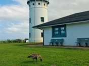 Kilauea Point National Wildlife Refuge, Hawaii