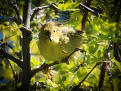 Backyard Birding