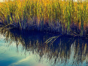 Marshlands near Hecla Island