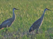 Amazing Sandhill Cranes