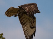 Redtailed Hawk Hunting