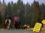 Heading to Winter Pasture