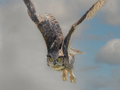 Great Horned Owl