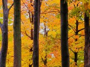 Autumn trees in rain