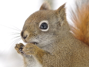 Red squirrel