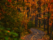 Path Through A Fall Forest