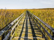 Fall Marsh Hike
