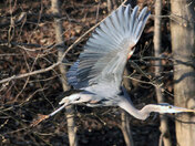 bird in flight