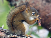 Squireal eating
