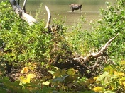 Glacier National Park
