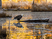 Bald Eagle on Log at Sunrise, Oct. 20, 2022