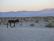 Surprise Canyon Wilderness