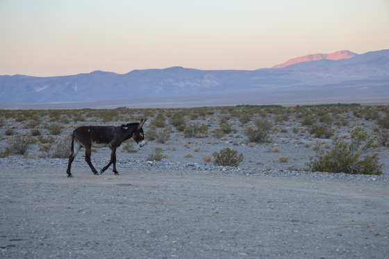 Surprise Canyon Wilderness
