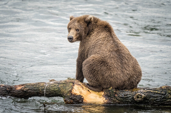 Katmai National Park & Preserve