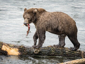 Katmai National Park & Preserve