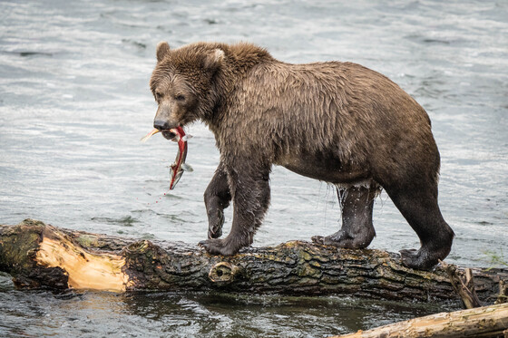 Katmai National Park & Preserve