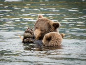 Katmai National Park & Preserve