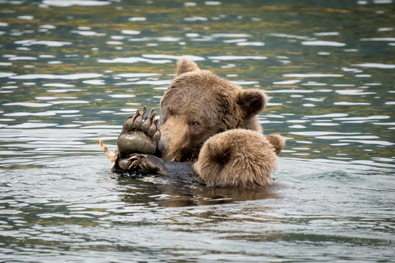 Katmai National Park & Preserve