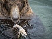 Katmai National Park & Preserve