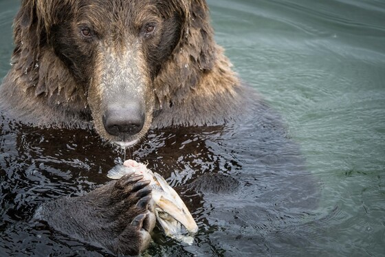 Katmai National Park & Preserve