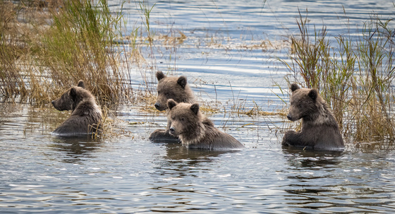 Katmai National Park & Preserve