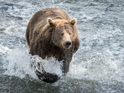 Katmai National Park & Preserve