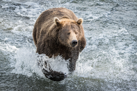 Katmai National Park & Preserve