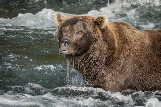 Katmai National Park & Preserve