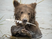 Katmai National Park & Preserve