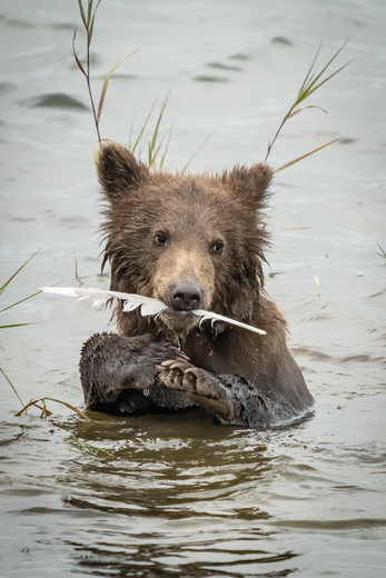 Katmai National Park & Preserve