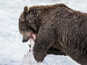 Katmai National Park & Preserve