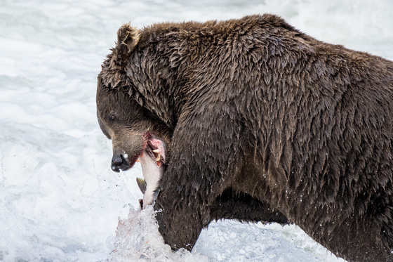 Katmai National Park & Preserve