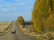 Deer Crossing
