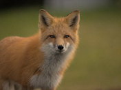 close encounter with Red Fox