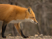close encounter with Red Fox