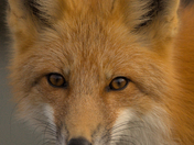 close encounter with Red Fox