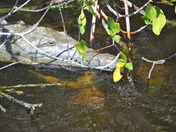 Everglades National Park