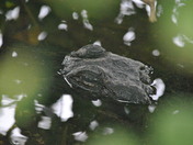 Everglades National Park