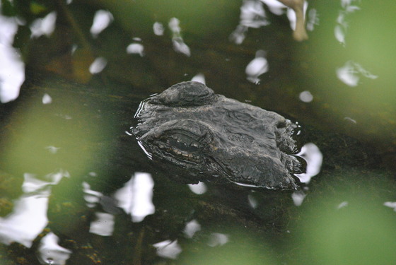 Everglades National Park