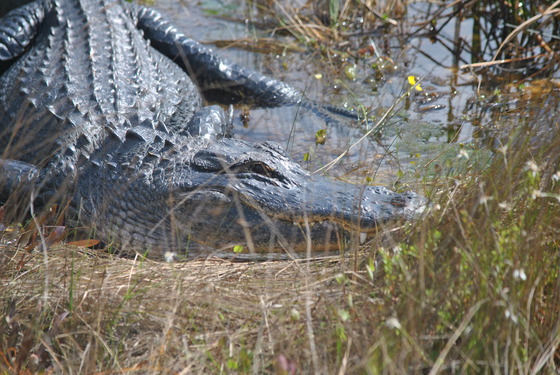 Everglades National Park