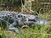 Everglades National Park