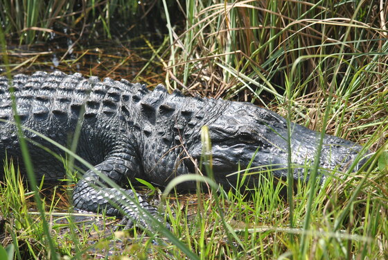 Everglades National Park